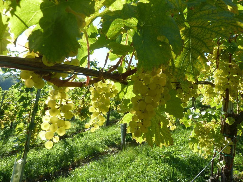Weingut- Gaestezimmer Marko ロイトシャッハ エクステリア 写真