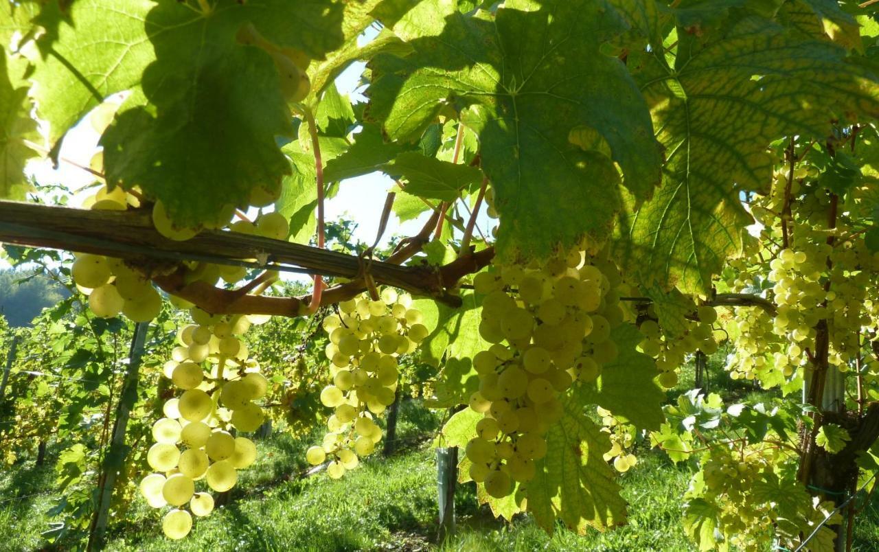 Weingut- Gaestezimmer Marko ロイトシャッハ エクステリア 写真