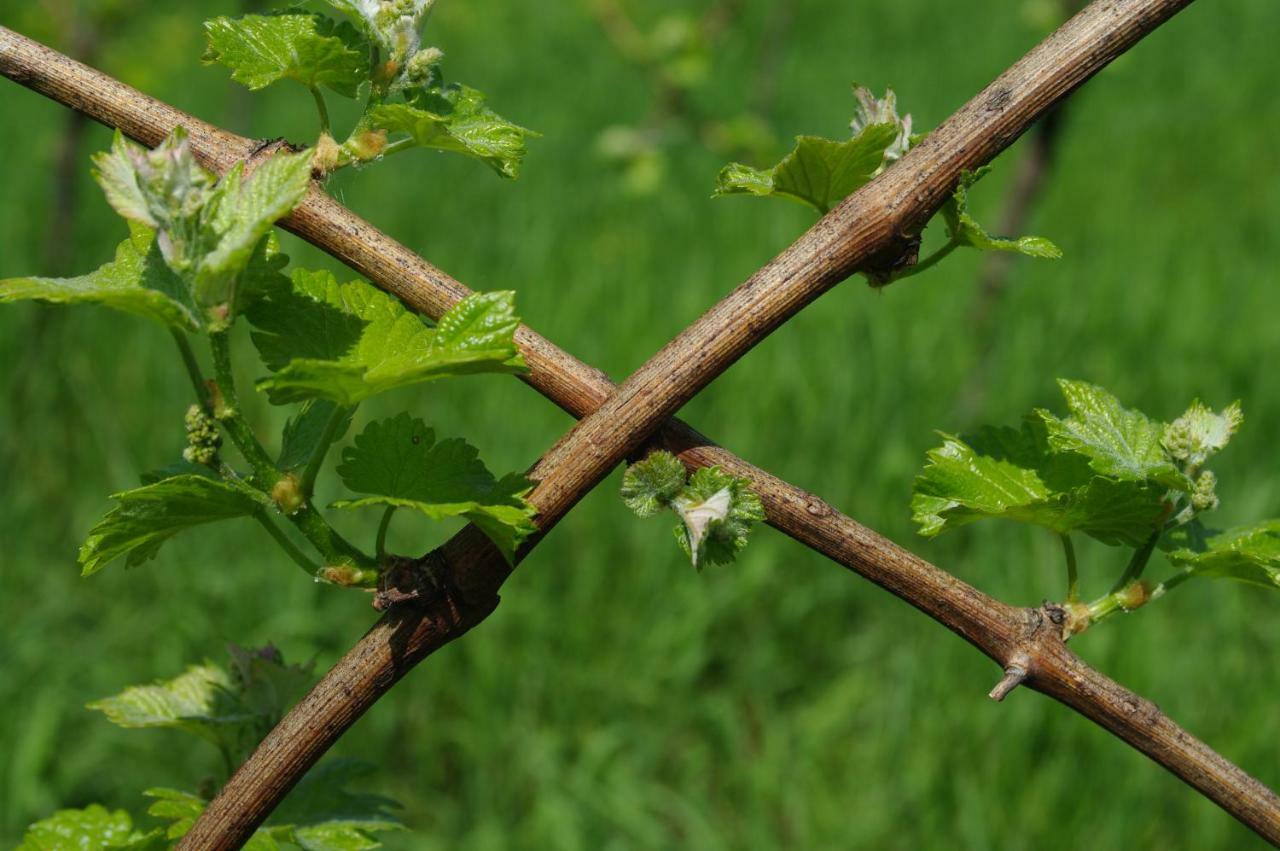 Weingut- Gaestezimmer Marko ロイトシャッハ エクステリア 写真