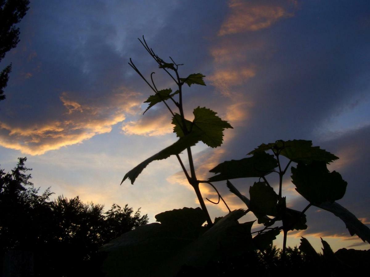 Weingut- Gaestezimmer Marko ロイトシャッハ エクステリア 写真