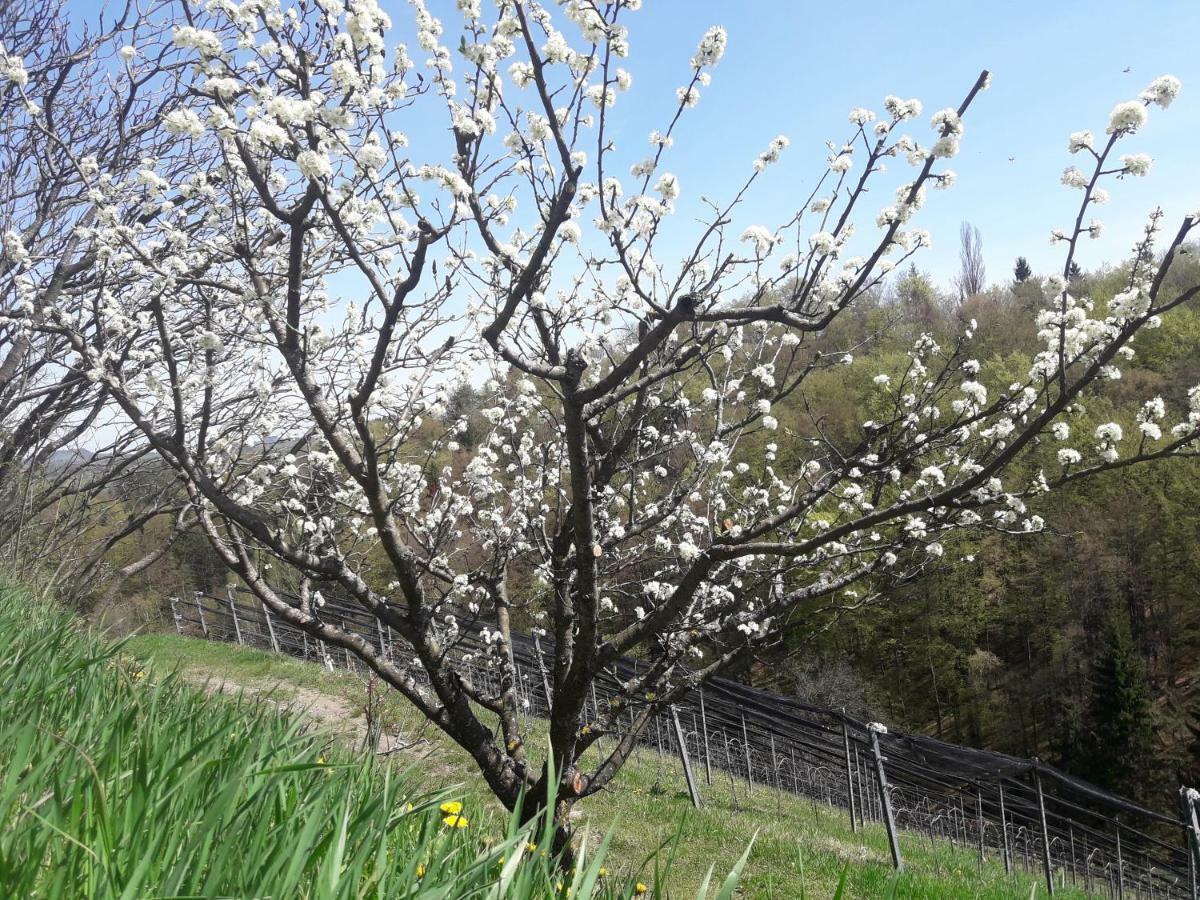 Weingut- Gaestezimmer Marko ロイトシャッハ エクステリア 写真